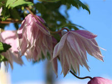 Load image into Gallery viewer, Clematis - Atragene - &#39;Alpina Pink Flamingo&#39;
