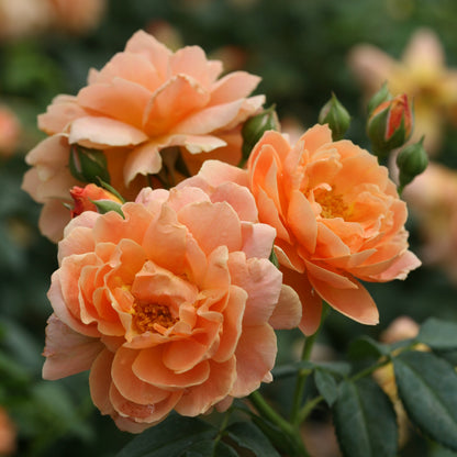 Rose - Proven Winners At Last