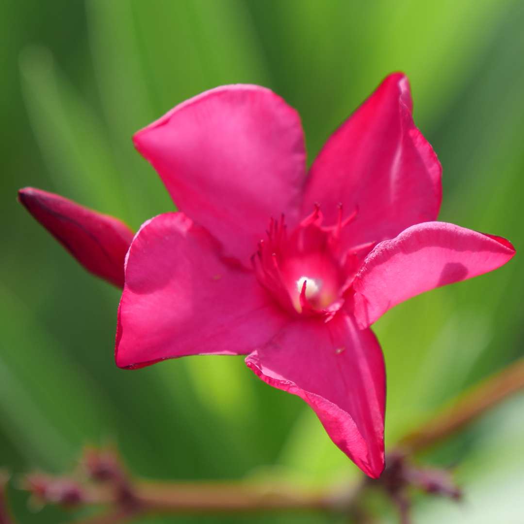 Oleander - AUSTIN PRETTY LIMITS