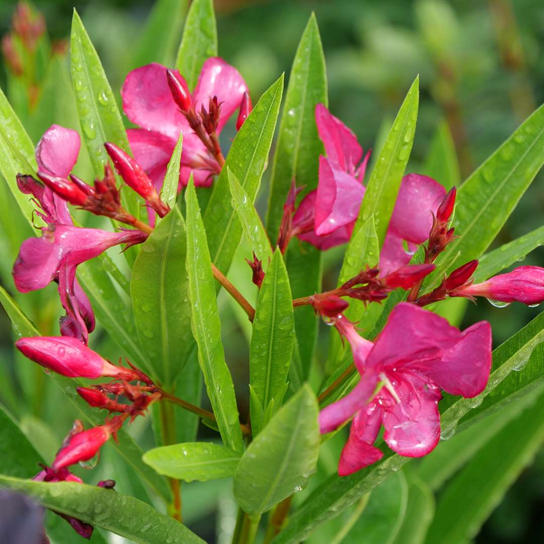 Oleander - AUSTIN PRETTY LIMITS