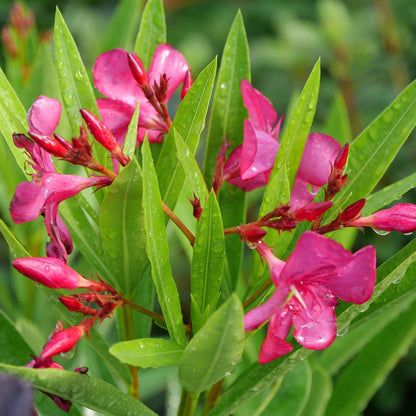 Oleander - AUSTIN PRETTY LIMITS
