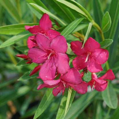 Oleander - AUSTIN PRETTY LIMITS