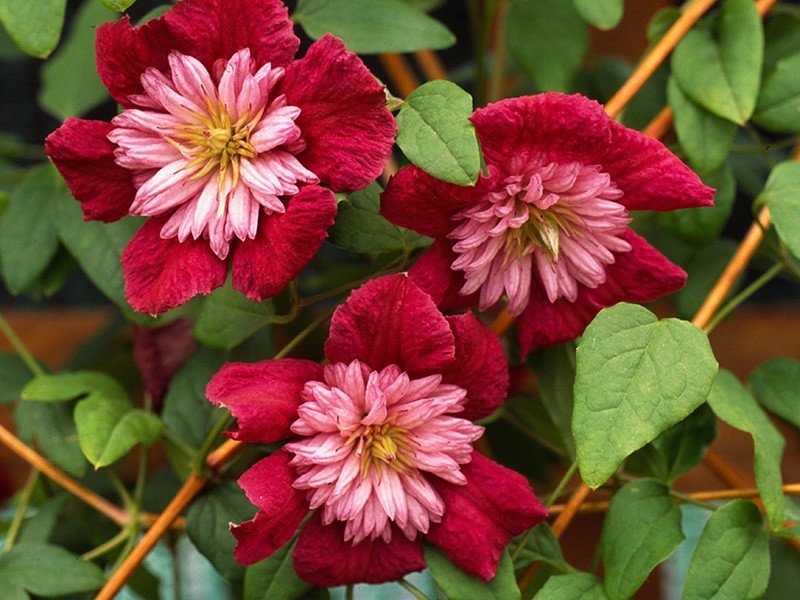 Clematis Flowering Vine - Avante Garde