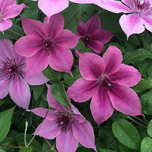 Load image into Gallery viewer, Clematis - Pascal&#39;s Pink - Color Changing
