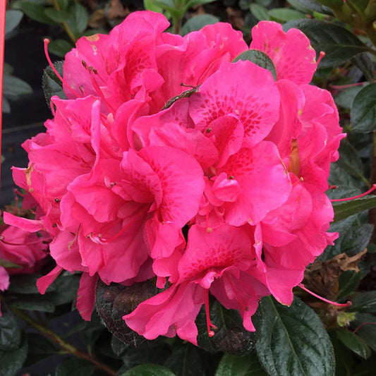 Azalea - reblooming - PERFECTO MUNDO Double Dark Pink