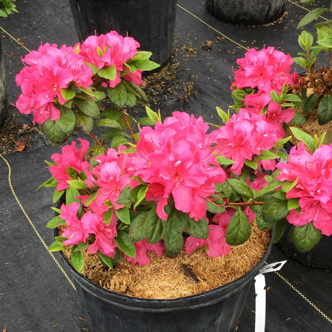 Azalea - reblooming - PERFECTO MUNDO Double Dark Pink