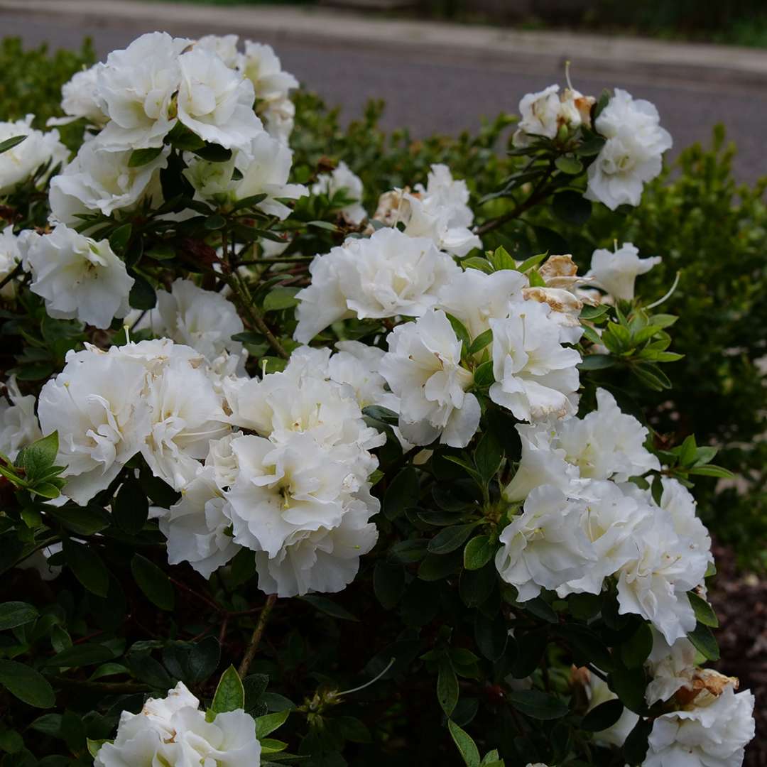 Azalea - reblooming - PERFECTO MUNDO Double White