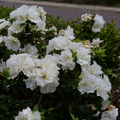 Azalea - reblooming - PERFECTO MUNDO Double White