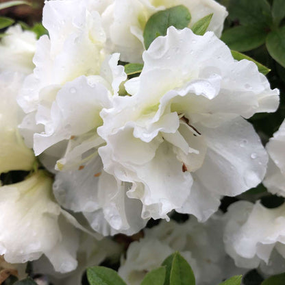 Azalea - reblooming - PERFECTO MUNDO Double White