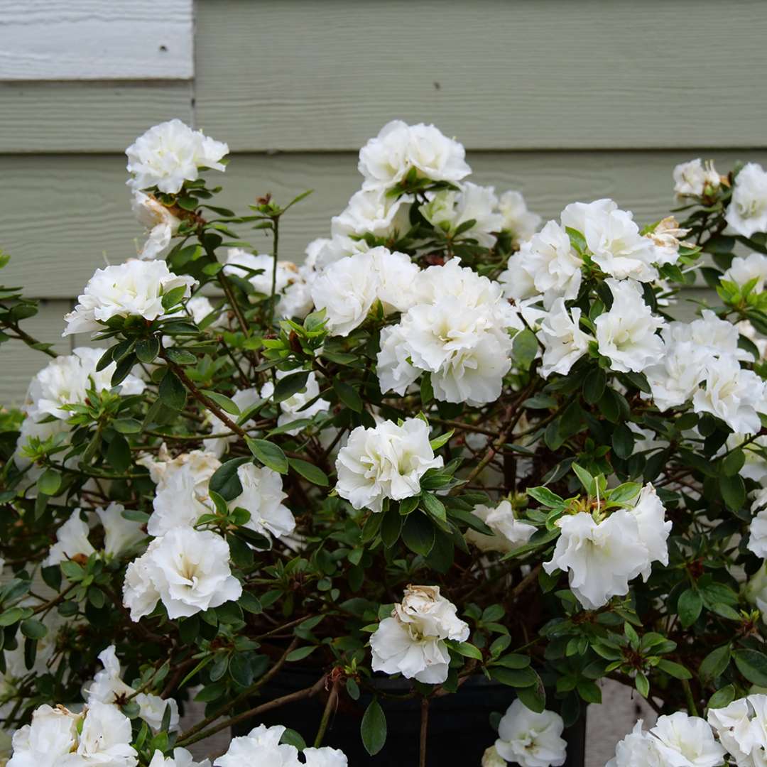 Azalea - reblooming - PERFECTO MUNDO Double White