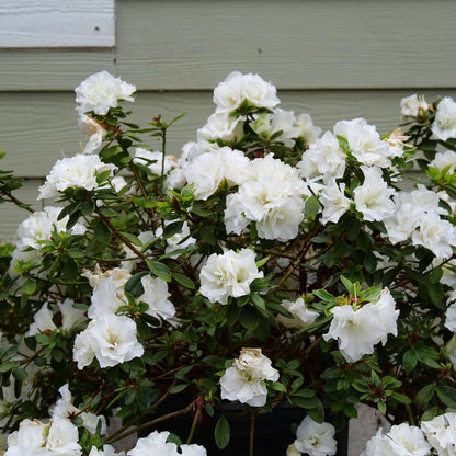 Azalea - reblooming - PERFECTO MUNDO Double White