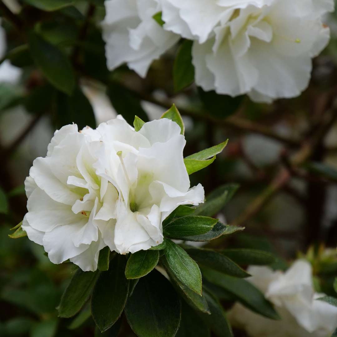 Azalea - reblooming - PERFECTO MUNDO Double White