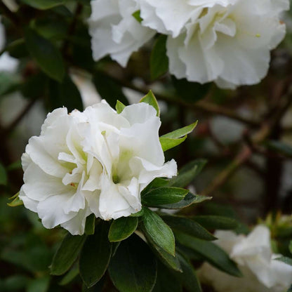 Azalea - reblooming - PERFECTO MUNDO Double White