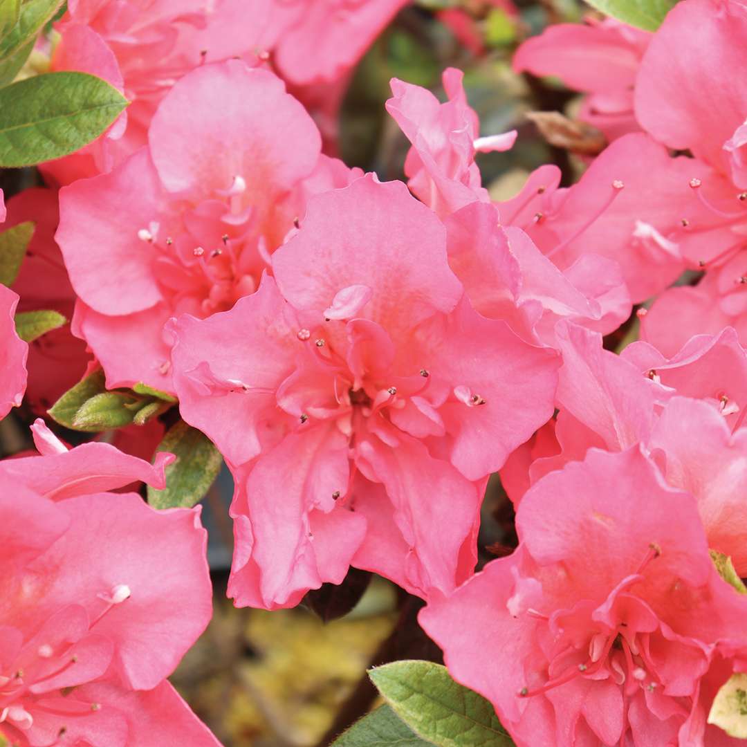 Reblooming Azalea - PERFECTO MUNDO EPIC CORAL