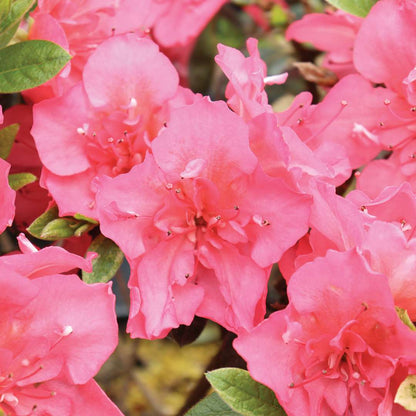 Reblooming Azalea - PERFECTO MUNDO EPIC CORAL