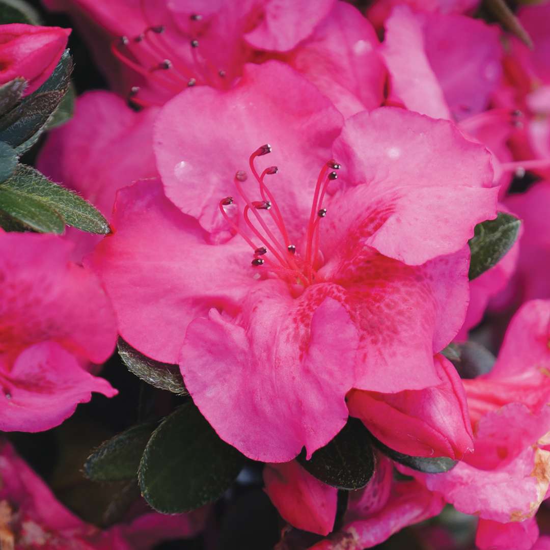Azalea - Reblooming - PERFECTO MUNDO EPIC PINK
