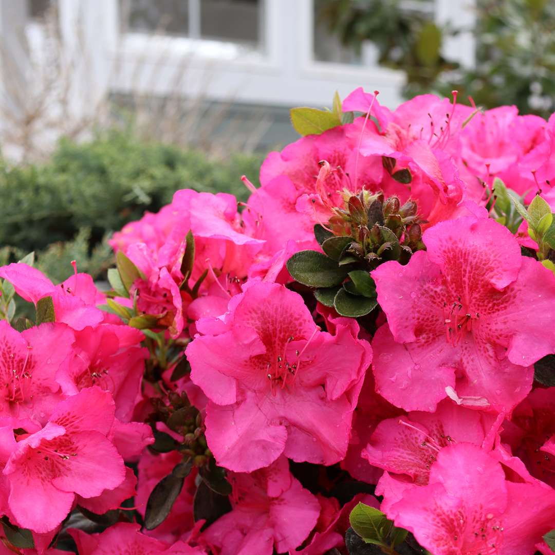 Azalea - Reblooming - PERFECTO MUNDO EPIC PINK