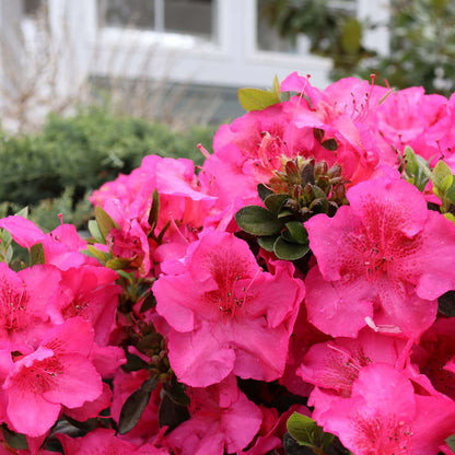 Azalea - Reblooming - PERFECTO MUNDO EPIC PINK