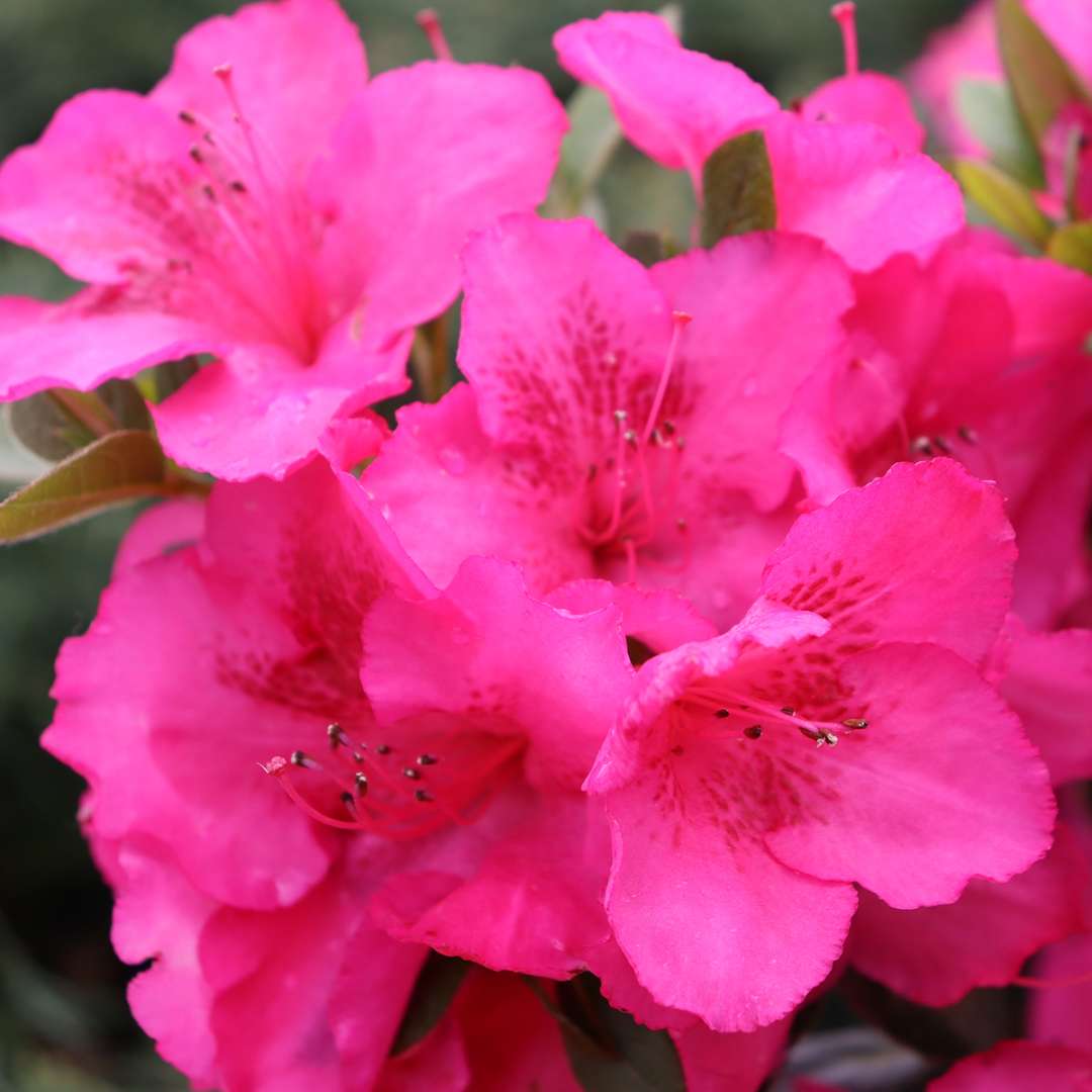 Azalea - Reblooming - PERFECTO MUNDO EPIC PINK
