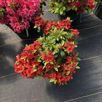 Azalea - reblooming - PERFECTO MUNDO Orange