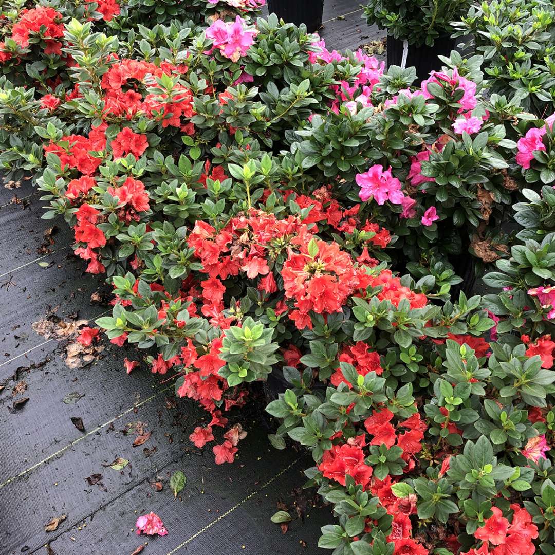 Azalea - reblooming - PERFECTO MUNDO Orange
