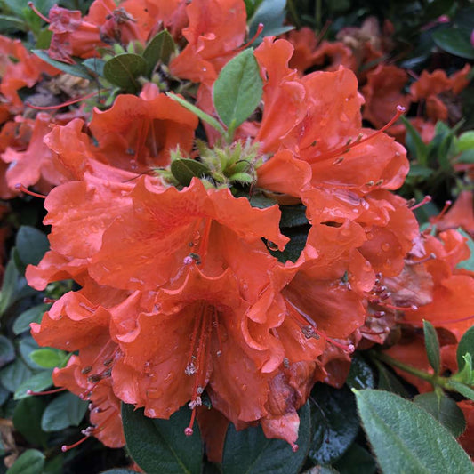 Azalea - reblooming - PERFECTO MUNDO Orange