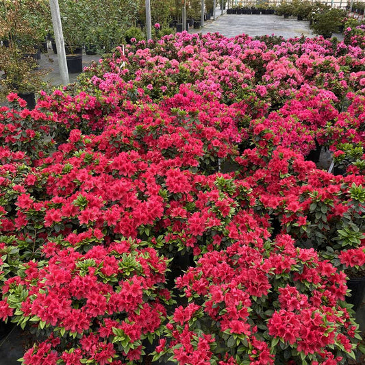 Azalea- reblooming - PERFECTO MUNDO Red