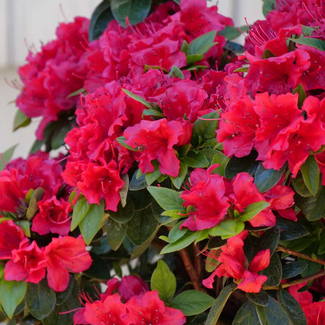 Azalea- reblooming - PERFECTO MUNDO Red