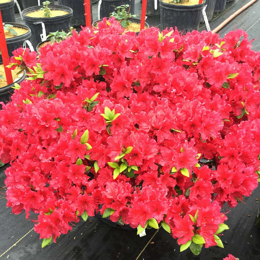 Azalea- reblooming - PERFECTO MUNDO Red