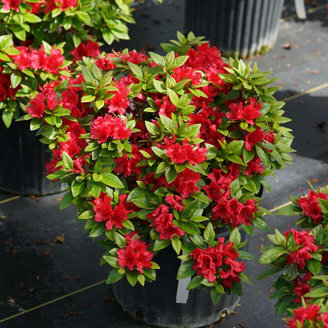 Azalea- reblooming - PERFECTO MUNDO Red