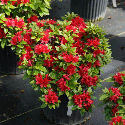 Azalea- reblooming - PERFECTO MUNDO Red