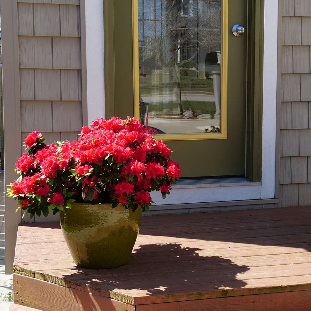 Azalea- reblooming - PERFECTO MUNDO Red