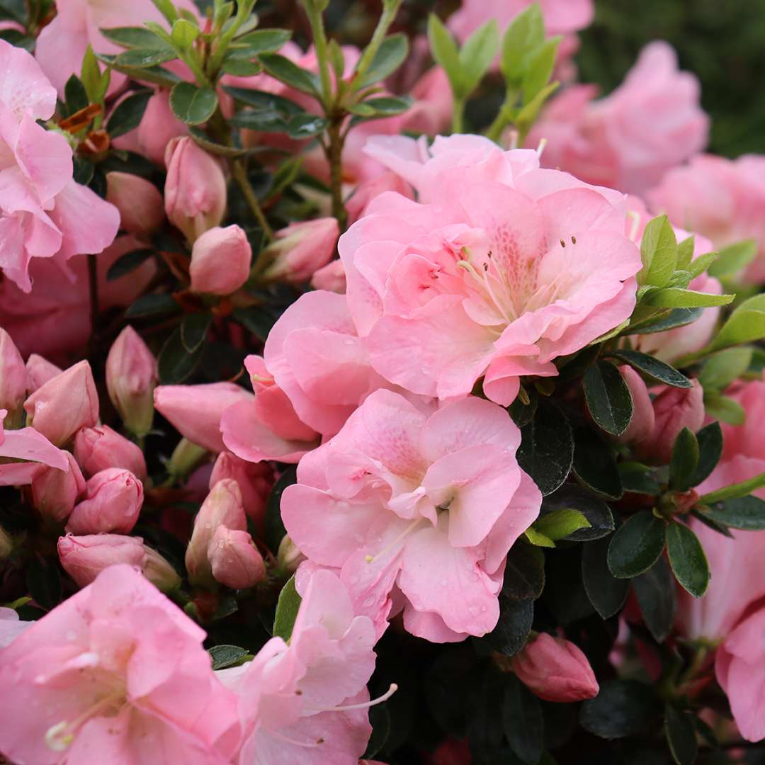 Azalea - reblooming - PERFECTO MUNDO PINK CARPET