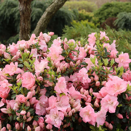 Azalea - reblooming - PERFECTO MUNDO PINK CARPET