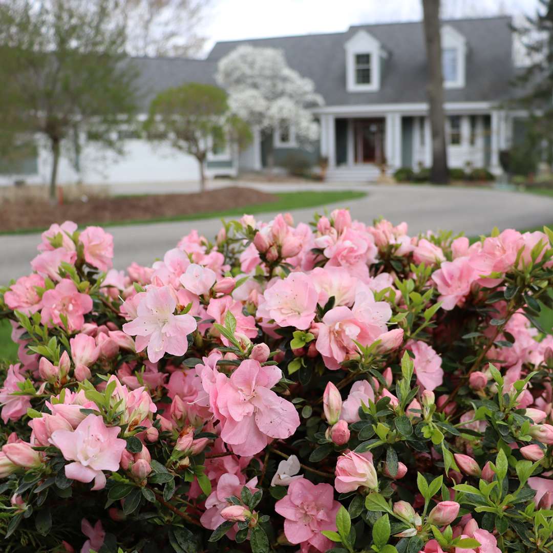 Azalea - reblooming - PERFECTO MUNDO PINK CARPET