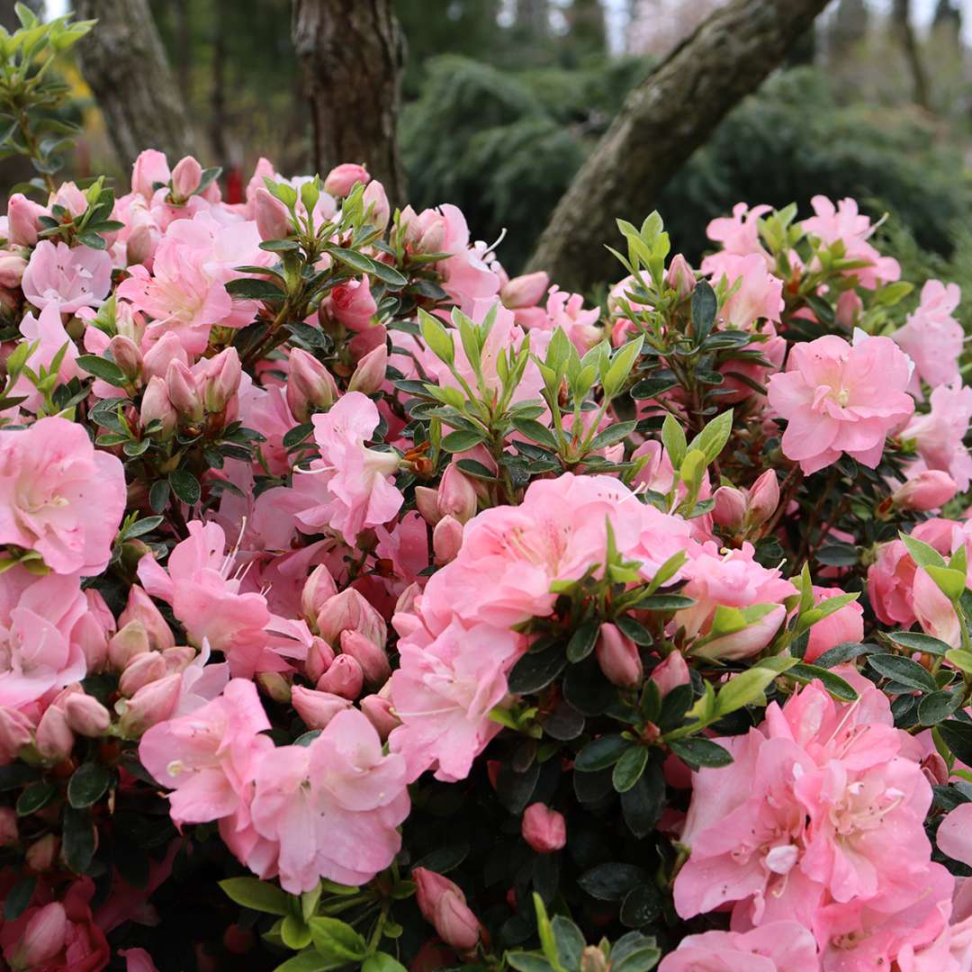 Azalea - reblooming - PERFECTO MUNDO PINK CARPET