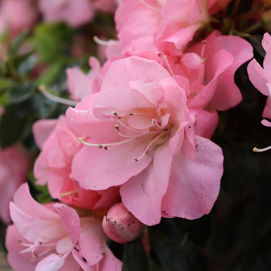 Azalea - reblooming - PERFECTO MUNDO PINK CARPET