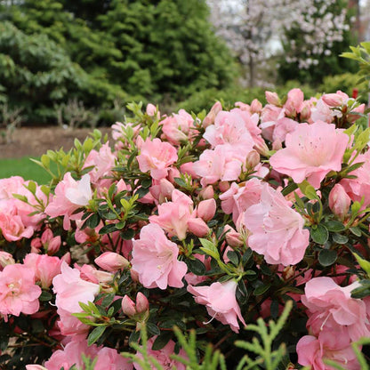 Azalea - reblooming - PERFECTO MUNDO PINK CARPET