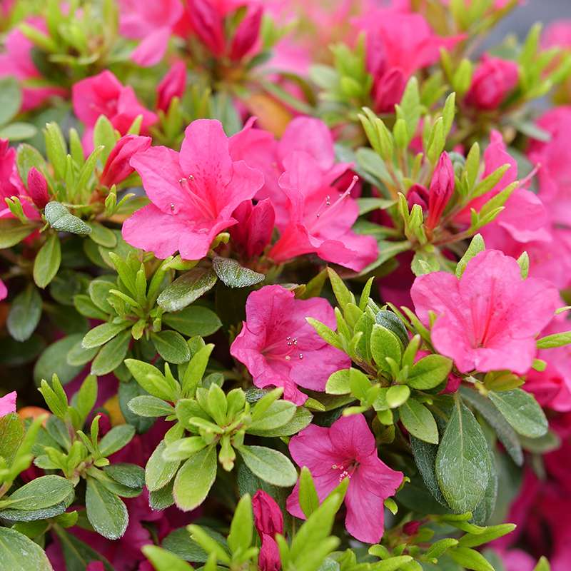 Azalea - reblooming - PERFECTO MUNDO FUCHSIA CARPET