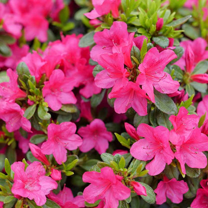 Azalea - reblooming - PERFECTO MUNDO FUCHSIA CARPET