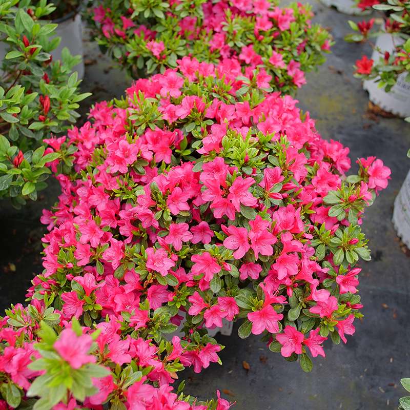 Azalea - reblooming - PERFECTO MUNDO FUCHSIA CARPET