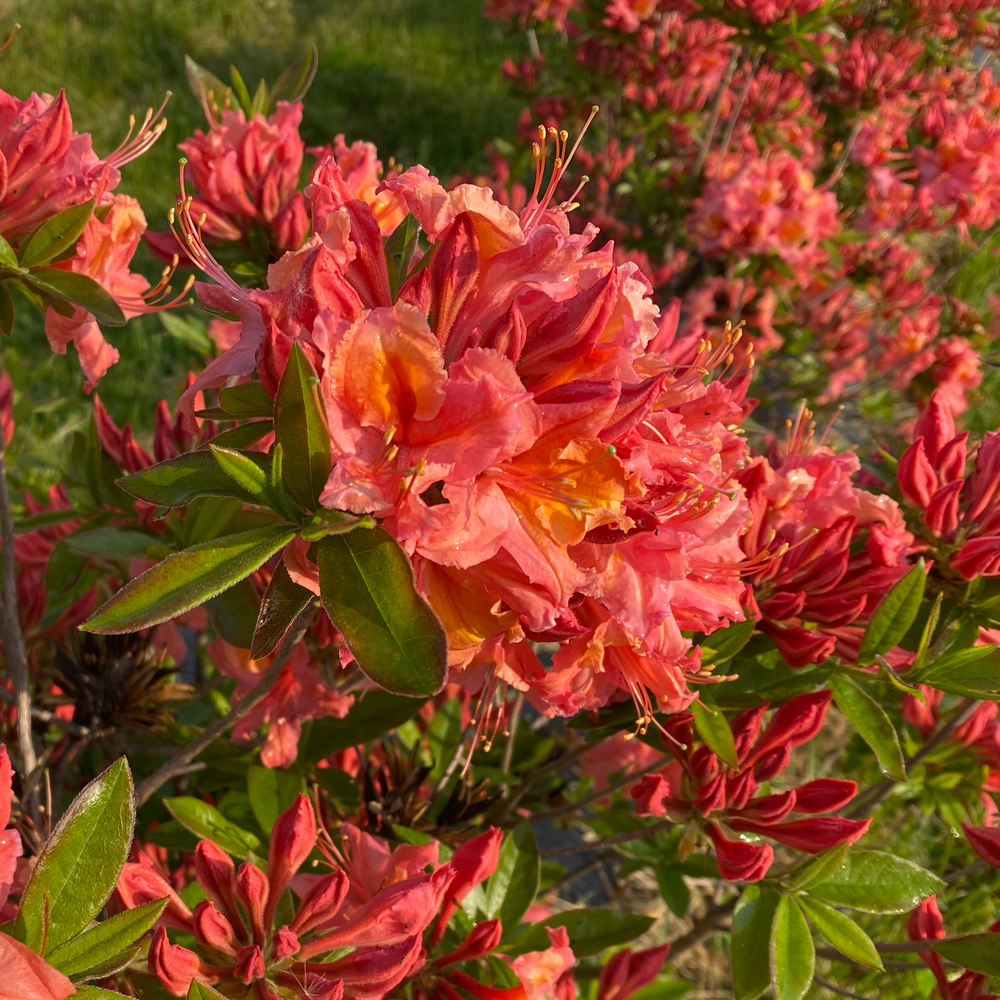 Azalea - SWEET REWARD Coral