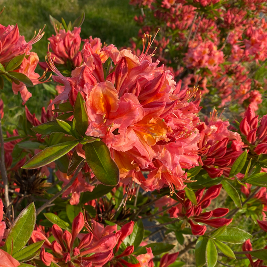 Azalea - SWEET REWARD Coral