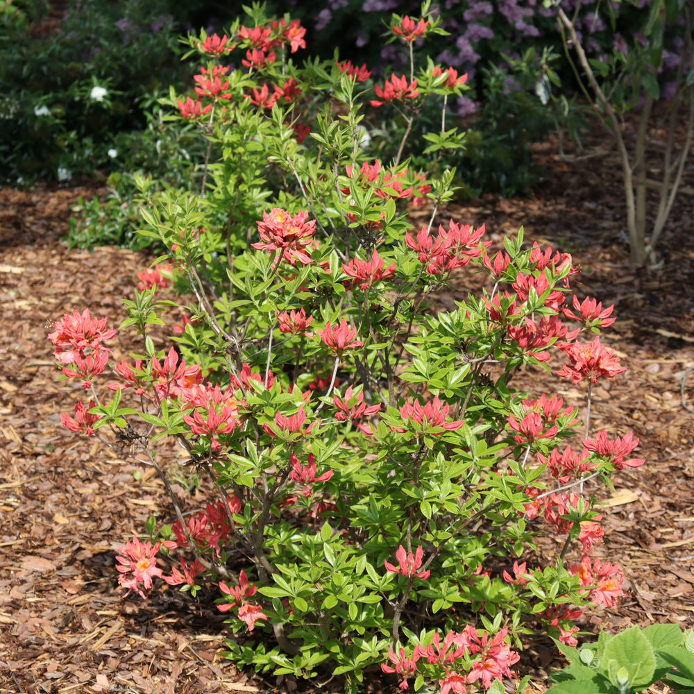 Azalea - SWEET REWARD Coral