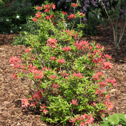 Azalea - SWEET REWARD Coral