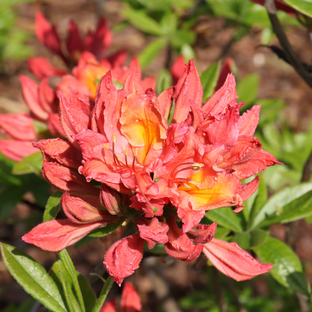 Azalea - SWEET REWARD Coral