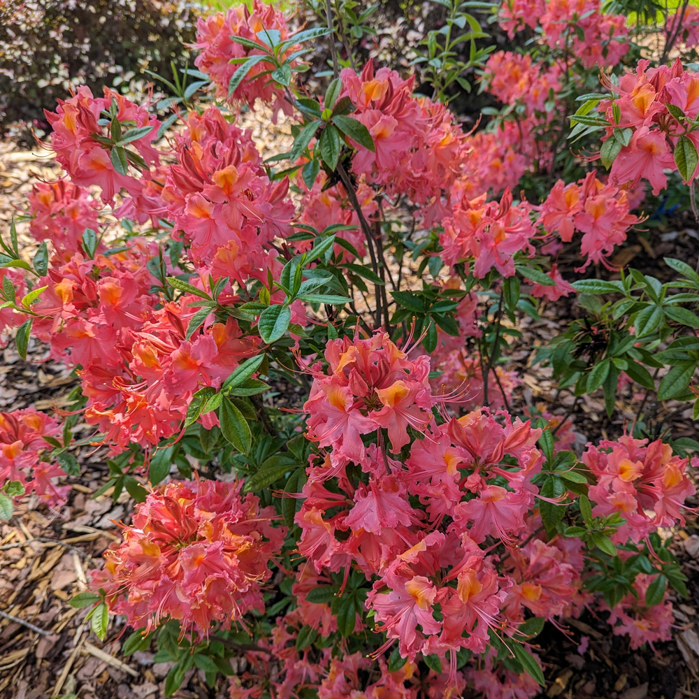 Azalea - SWEET REWARD Coral
