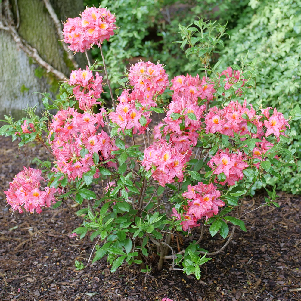 Azalea - SWEET REWARD Pink