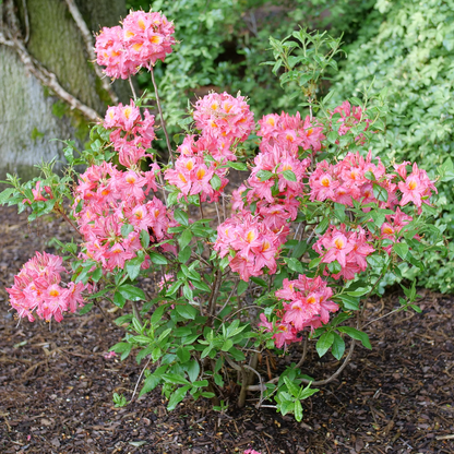Azalea - SWEET REWARD Pink