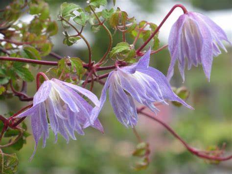 Clematis 'Alpina Blue Dancer'
